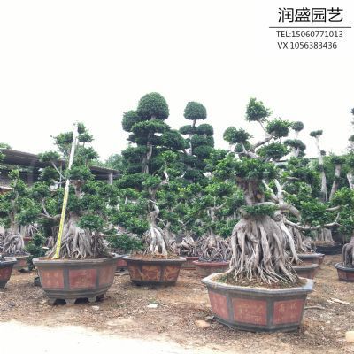 漳州300斤造型榕树